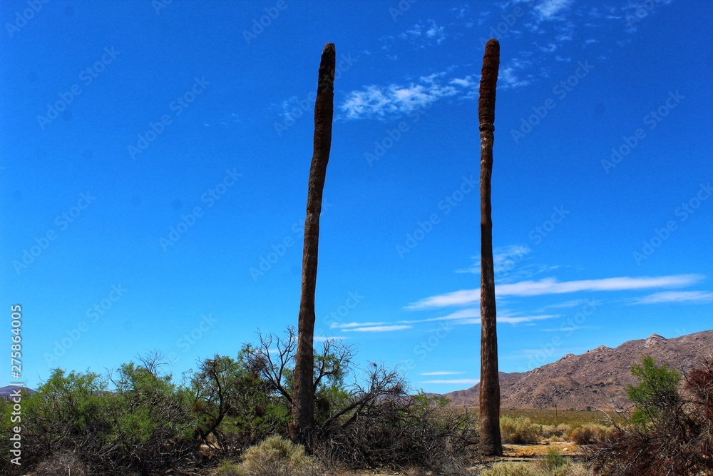 Dead remnants of California Fan Palm, Washingtonia filifera, persist beside their living contemporaries, providing shelter for other life in their death, Joshua Tree National Park, 052719