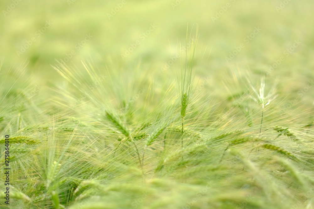 Green spikes in cultivated agricultural field. Early farming stage. Agriculture concept. Space for text. Green spikes in cultivated agricultural field. Early farming stage. Agriculture concept. Space for text.