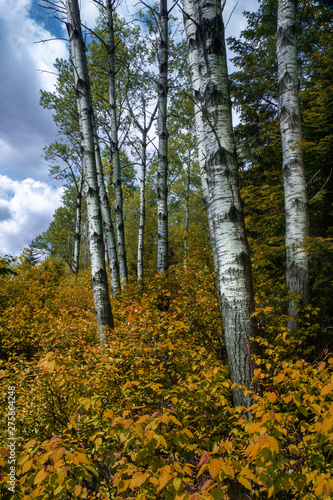 Aspen trees in forest Algonquin Park Ontario Canada