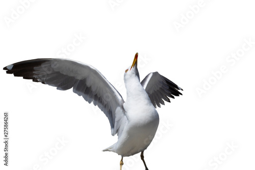 Seagull with white background