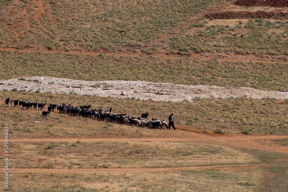 Obraz premium shepherd and goats