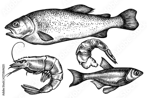 Vector set of hand drawn black and white fish, shrimp