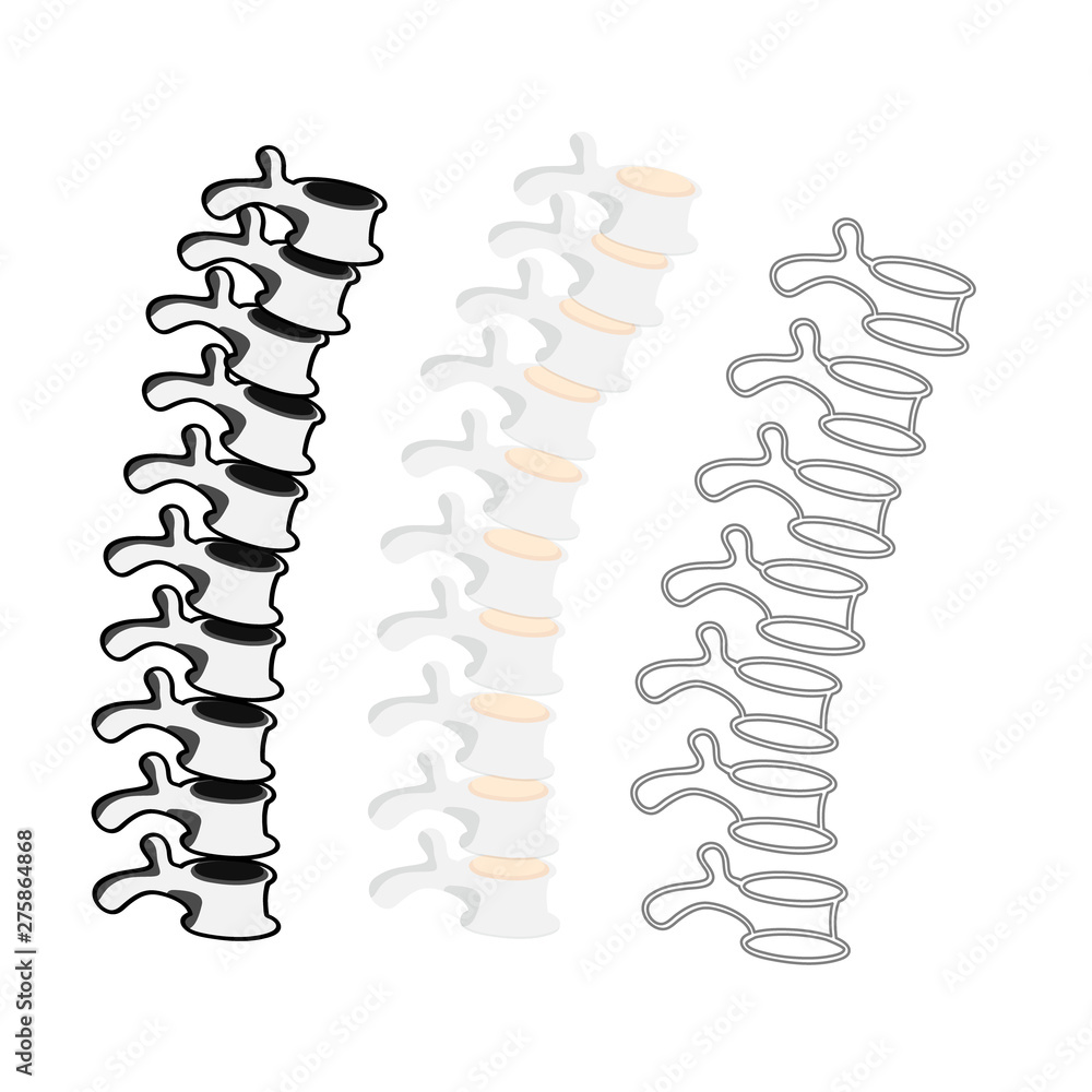 vector set of three different stylized spines - mostly chest area. vector set of three different stylized spines - mostly chest area.