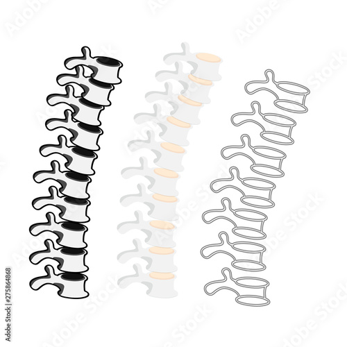vector set of three different stylized spines - mostly chest area. 