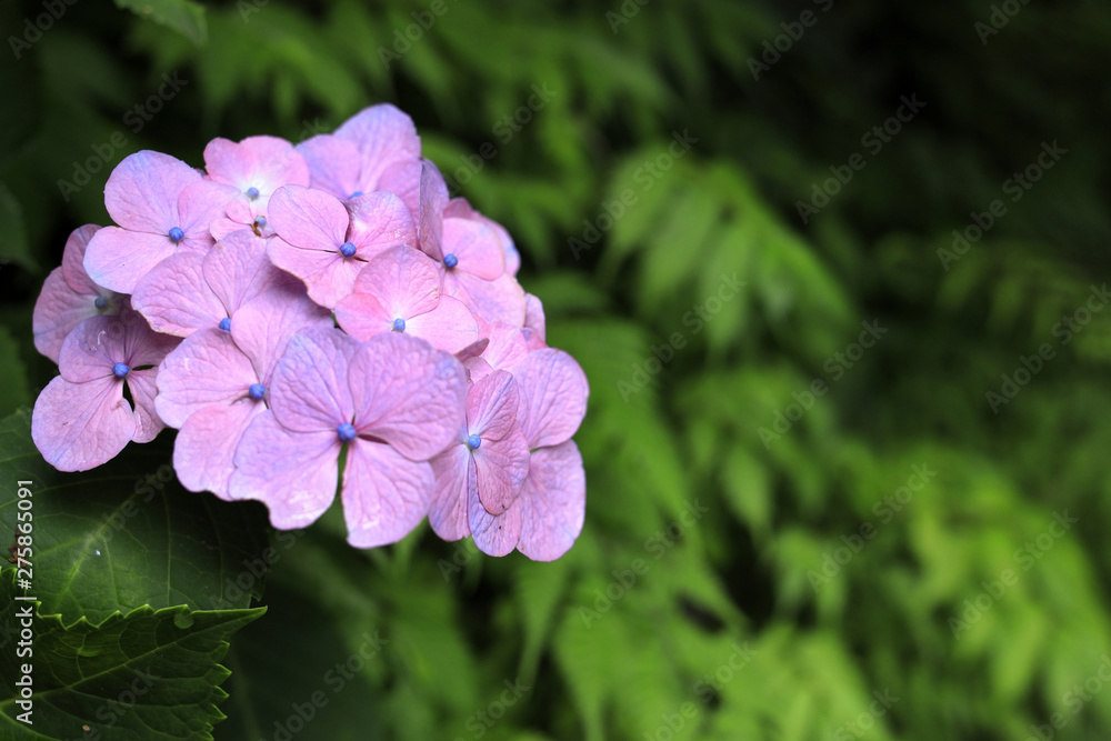 Fototapeta premium 鎌倉のあじさい (赤紫一朶)