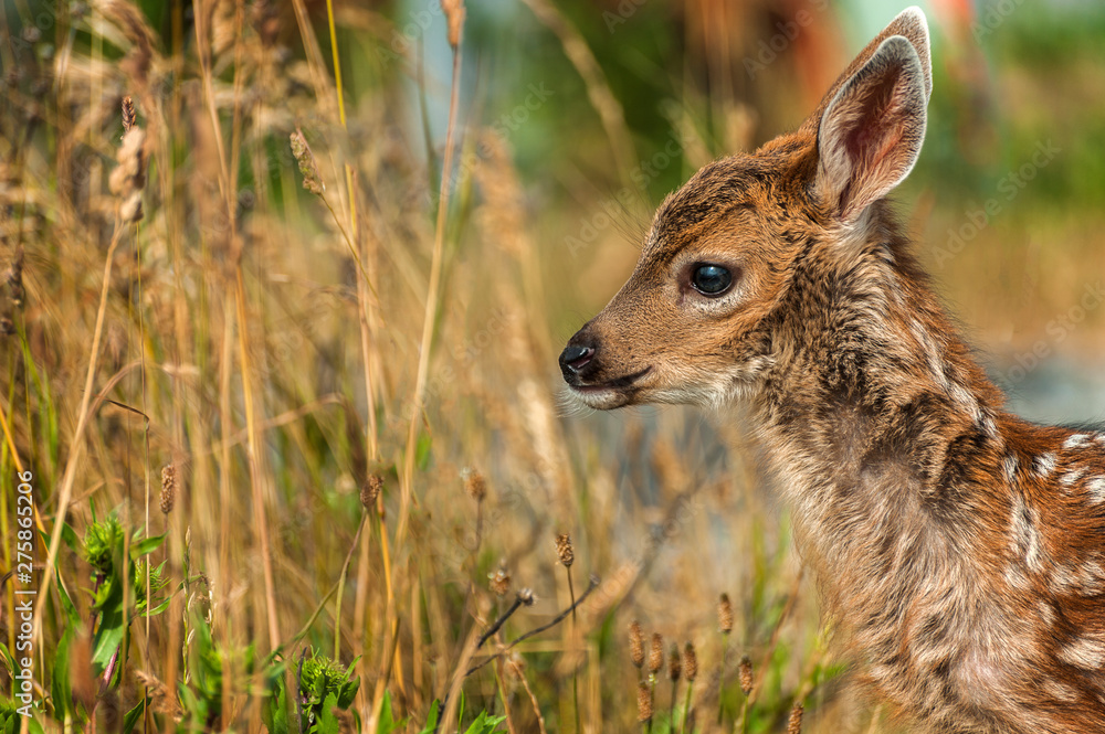 Cute Spotted White tailed Fawn. Their babies, called fawns, are born approximately seven months later in the early spring or summer. Cute Spotted White tailed Fawn. Their babies, called fawns, are born approximately seven months later in the early spring or summer.