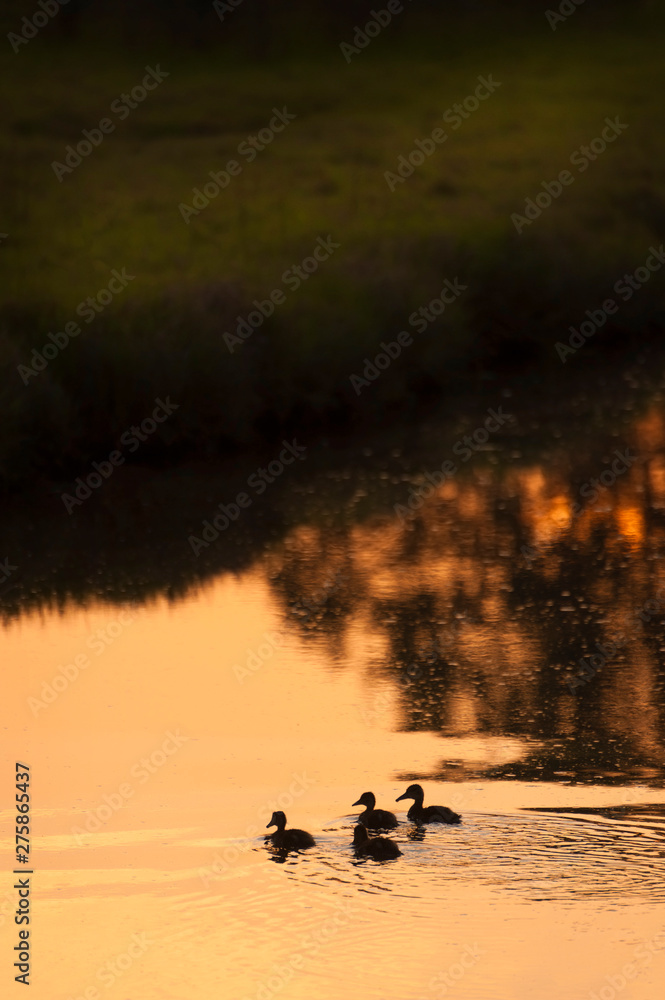 Merganser Ducklings On the Slough at Sunset. Springtime brings new members of the merganser family down to the slough during a lovely sunset.