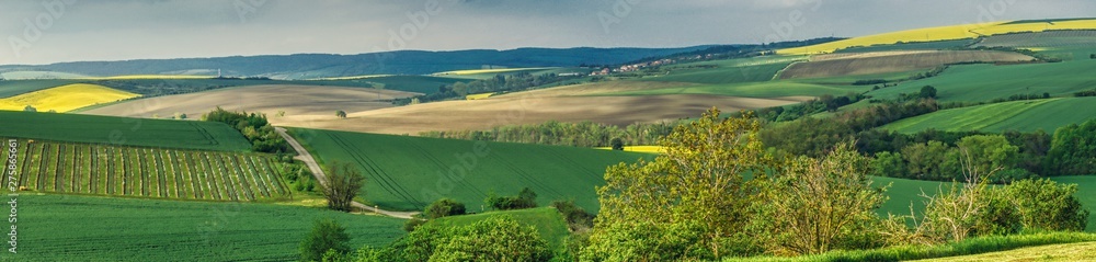 spring landscape of Moravia, a field with vines on the Moravian hills, fields of cereals and blossoming rape, avenues of trees and picturesque roads    