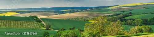 spring landscape of Moravia  a field with vines on the Moravian hills  fields of cereals and blossoming rape  avenues of trees and picturesque roads    