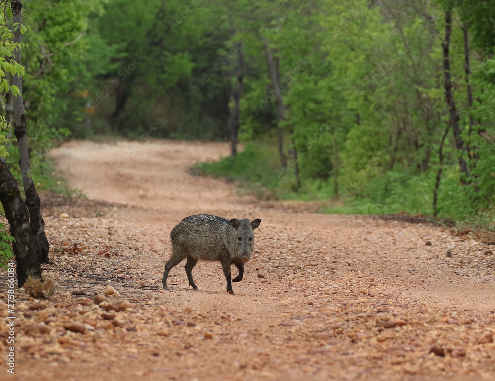 Collared Peccary, in the nature habitat, Dry Forest in Brazil Collared Peccary, in the nature habitat, Dry Forest in Brazil