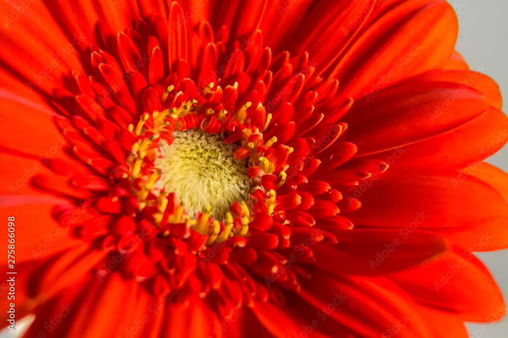 colorful Gerbera daisies in a vase colorful Gerbera daisies in a vase