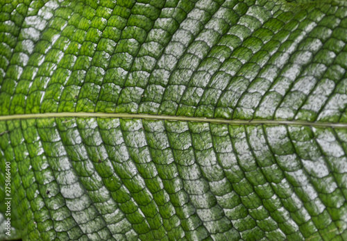 Shiny Scaled Leaf Pattern Texture Macro photo