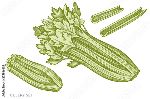 Vector set of hand drawn pastel celery