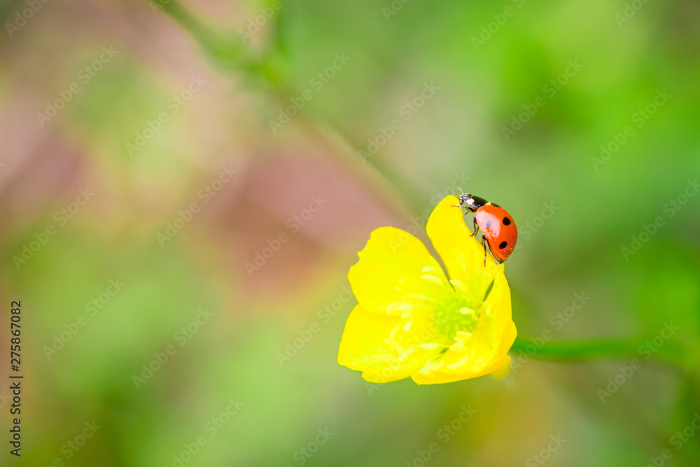 Closeup of red ladybug on yellow flower with a soft blurred background. Closeup of red ladybug on yellow flower with a soft blurred background.