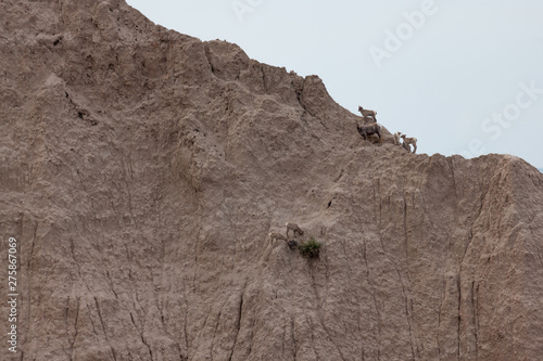 Wild Baby Sheep on a Steep Mountain