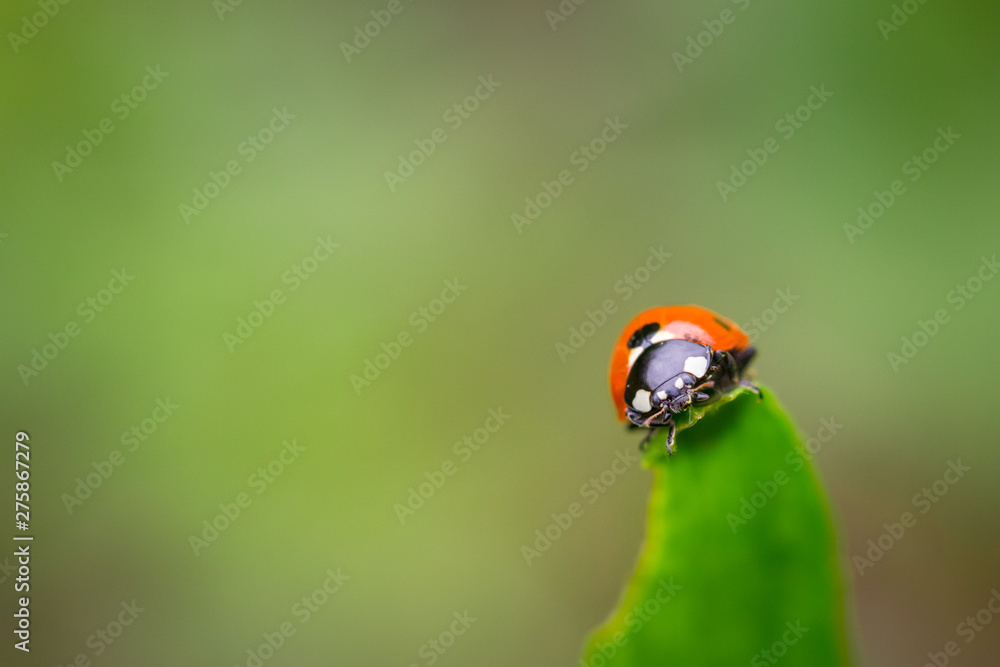Obraz premium Closeup of red ladybug on top of green leaf with a soft blurred background.