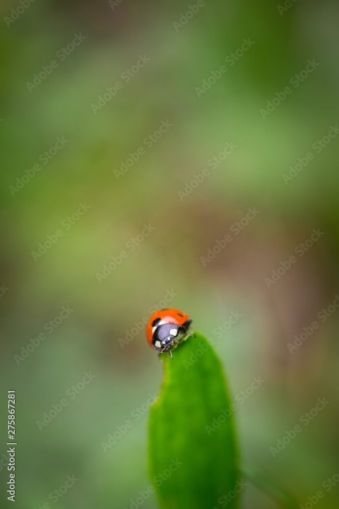 Closeup of red ladybug on top of green leaf with a soft blurred background. Closeup of red ladybug on top of green leaf with a soft blurred background.