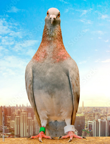 mealy feather homing pigeon wearing gps tracking standin against city skyscraper photo