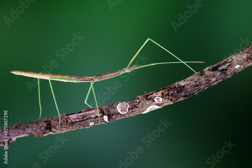 Stick insect or Phasmids (Phasmatodea or Phasmatoptera) also known as walking stick insects, stick-bugs, bug sticks or ghost insect. Stick insect camouflaged on tree. Selective focus, copy space photo