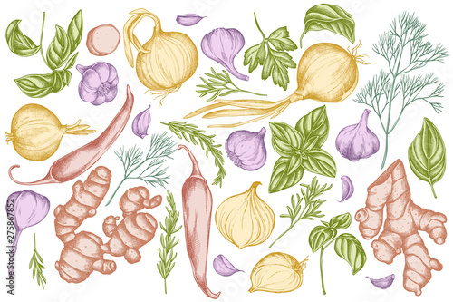 Vector set of hand drawn pastel onion, garlic, pepper, greenery, ginger, basil, rosemary