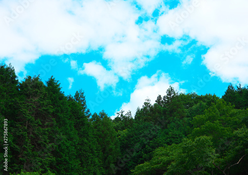 森の青空