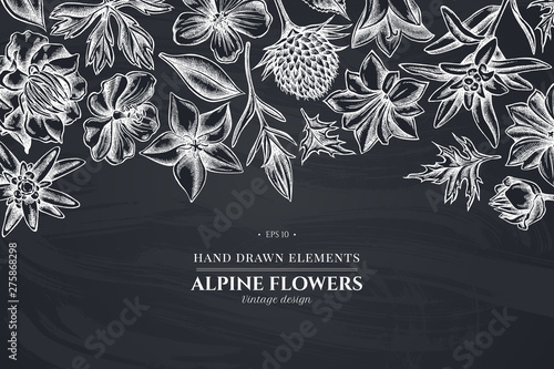 Floral design with chalk bellflower, edelweiss, globethistle, globeflower, meadow geranium, gentiana