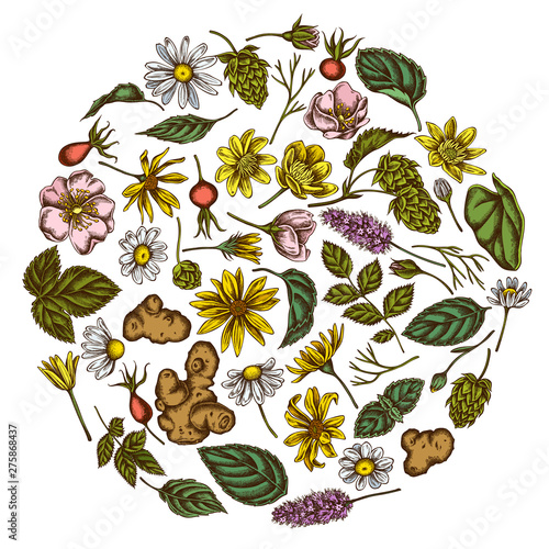 Round floral design with colored celandine, chamomile, dog rose, hop, jerusalem artichoke, peppermint