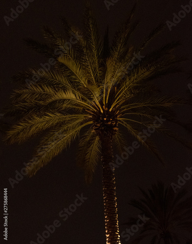 Palm at Night 2