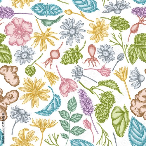 Seamless pattern with hand drawn pastel celandine, chamomile, dog rose, hop, jerusalem artichoke, peppermint