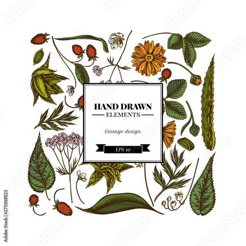 Square floral design with colored aloe, calendula, lily of the valley, nettle, strawberry, valerian
