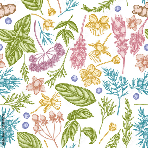 Seamless pattern with hand drawn pastel angelica, basil, juniper, hypericum, rosemary, turmeric