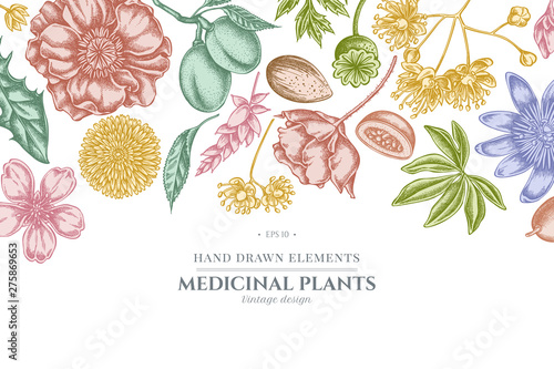 Floral design with pastel almond, dandelion, ginger, poppy flower, passion flower, tilia cordata