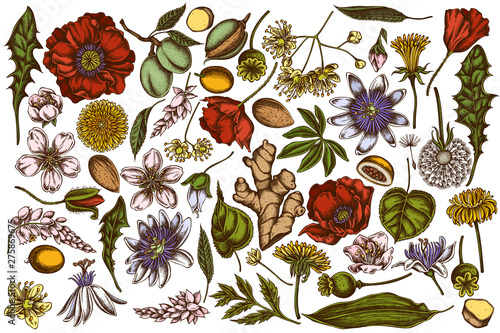 Vector set of hand drawn colored almond, dandelion, ginger, poppy flower, passion flower, tilia cordata