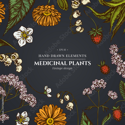 Floral design on dark background with aloe, calendula, lily of the valley, nettle, strawberry, valerian