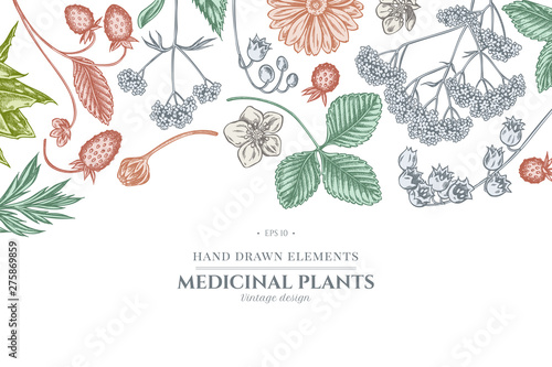 Floral design with pastel aloe, calendula, lily of the valley, nettle, strawberry, valerian
