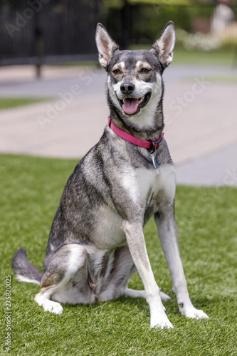 Miniature Siberian Husky Sitting. Off-leash dog park in Northern California.