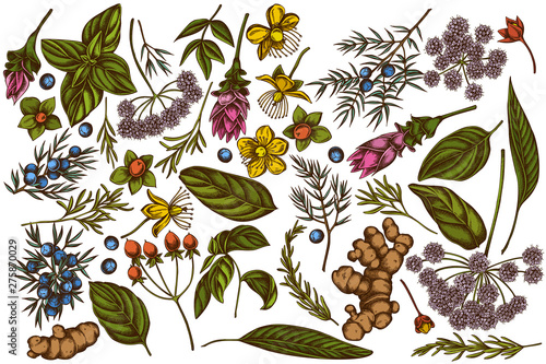 Vector set of hand drawn colored angelica, basil, juniper, hypericum, rosemary, turmeric
