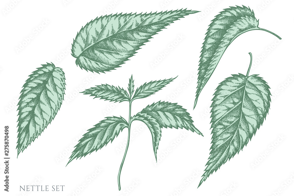 Vector set of hand drawn pastel nettle Vector set of hand drawn pastel nettle