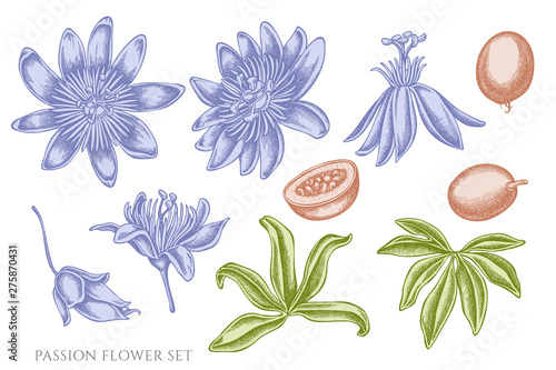 Vector set of hand drawn pastel passion flower