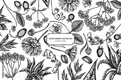 Floral design with black and white aloe, calendula, lily of the valley, nettle, strawberry, valerian