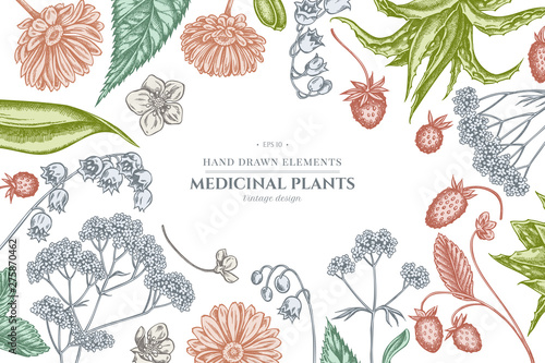 Floral design with pastel aloe, calendula, lily of the valley, nettle, strawberry, valerian