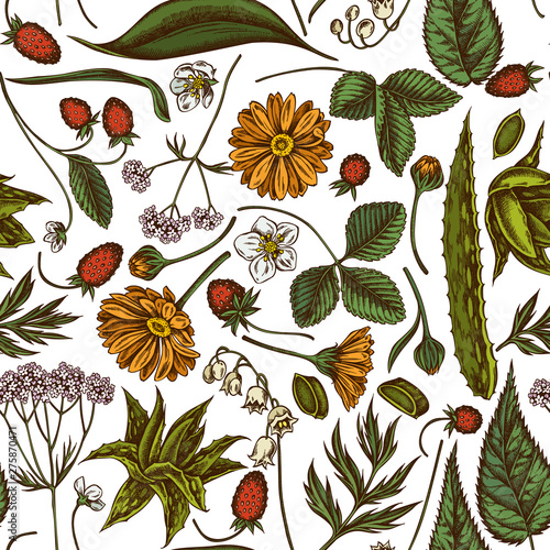 Seamless pattern with hand drawn colored aloe, calendula, lily of the valley, nettle, strawberry, valerian