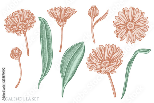 Vector set of hand drawn pastel calendula