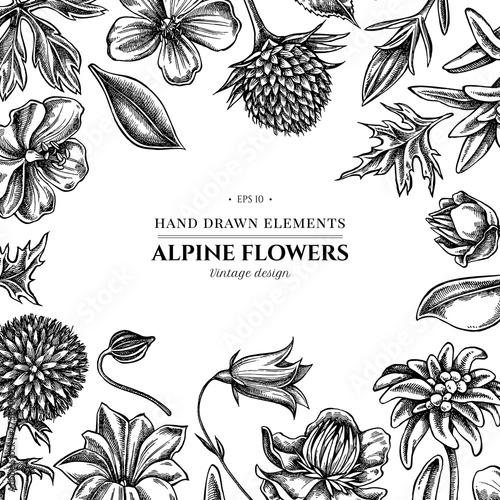 Floral design with black and white bellflower, edelweiss, globethistle, globeflower, meadow geranium, gentiana