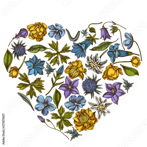Heart floral design with colored bellflower, edelweiss, globethistle, globeflower, meadow geranium, gentiana