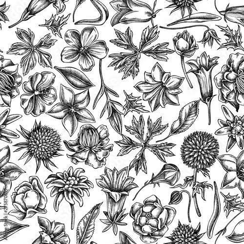 Seamless pattern with black and white bellflower, edelweiss, globethistle, globeflower, meadow geranium, gentiana