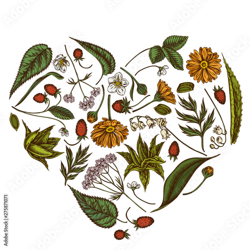 Heart floral design with colored aloe, calendula, lily of the valley, nettle, strawberry, valerian