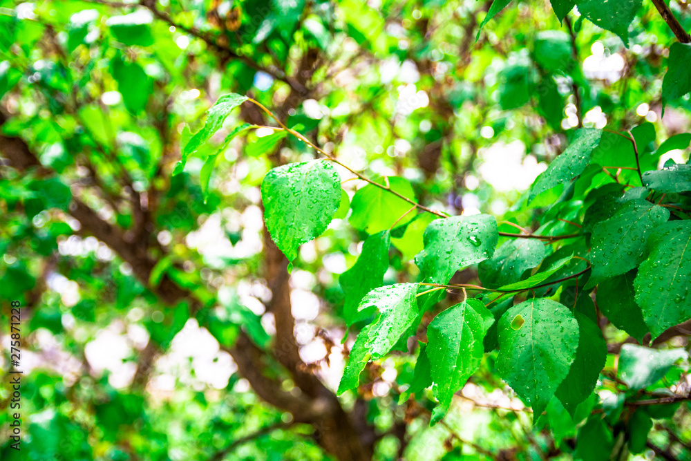 green leaves of branches of trees raindrops on leaves green leaves of branches of trees raindrops on leaves