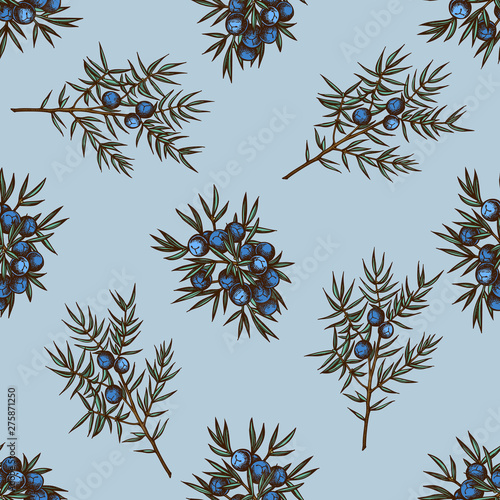 Seamless pattern with hand drawn colored juniper