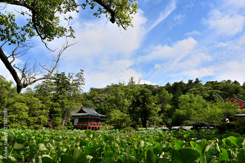 夏空と宇佐神宮 photo